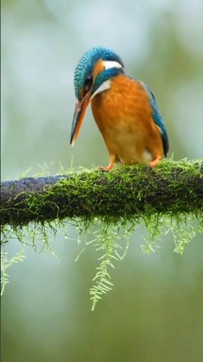 The King of Fishing Birds – Kingfisher 🐦👑