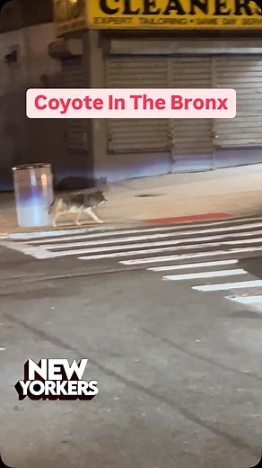 211K views · 14K reactions | Coyotes have become a regular part of Bronx wildlife, with sightings in parks like Van Cortlandt and Pelham Bay. They’re usually shy and stick to hunting small animals, but locals have started hearing their howls at night. Their presence is a wild reminder of how nature adapts to city life  @lennox006 | New Yorkers | Facebook