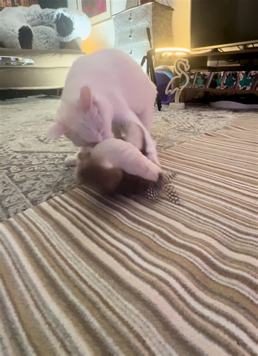 Cooticoo’s just diving into this brand-new toy, and it’s already her new favorite thing!#cat #cutecat #catsoftiktok #viral_video