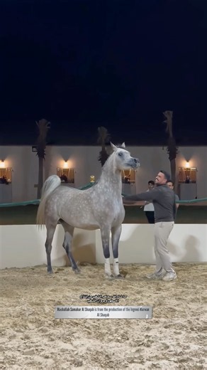 المميزه سماهر الشقب(مروان الشقب❌فزعه الزبير) #خيل #pets #horse #pets #viral