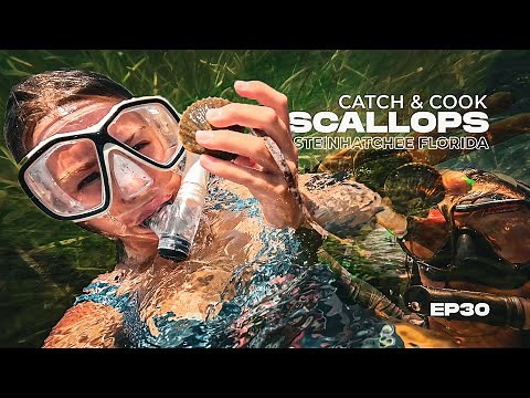 Scalloping in Steinhatchee Florida Scallop Adventure | Gulf Coast Catch & Cook