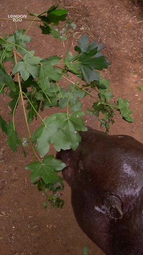 Protecting the world’s smallest hippo 🦛 Pygmy hippos are the last of their kind, as sadly both a Nigerian and Madagascan subspecies has already gone extinct. But we're working hard to ensure this little hippo can recover. Our work with breeding pair Thug and Amara at the Zoo provides new understanding into their behaviour and biology. While out in their native Liberia, we’ve established stronger conservation measures by working together with our partners and local communities. To find out more 