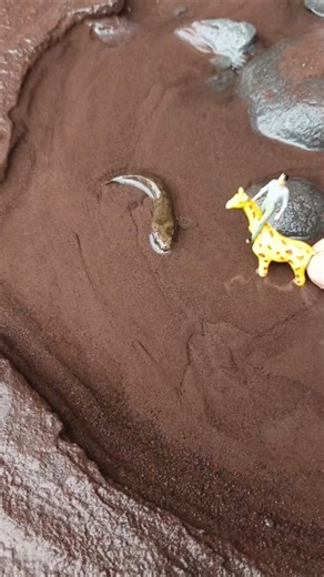 eating snakehead fish... - SNAKEHEAD FISH #shorts #fish #channa #viralvideo