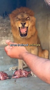 6K views · 14 reactions | The Risks and Responsibilities of Feeding Wild Animals #fblifestyletyle | Gang51e June | Facebook