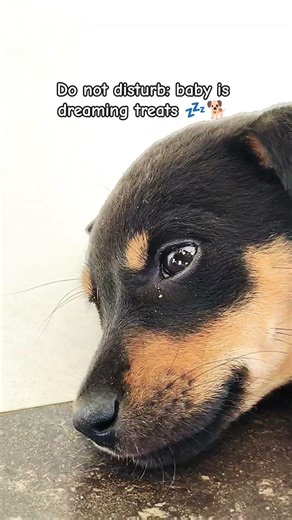 Do not disturb: baby is dreaming Treats 💗 💤 #puppies #puppy #puppylove #dog #dogshorts