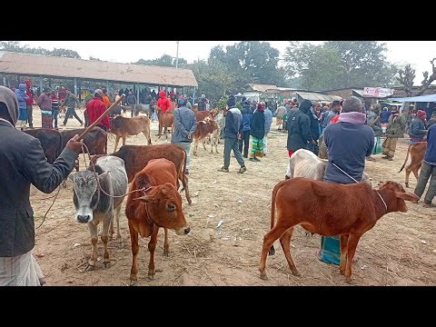 @আজ ২৯ ডিসেম্বর ২৫।। খামার উপযোগী মিডিয়াম ষাঁড় গরু কেমন দাম ঠাকুরগাঁও জেলার মাদারগঞ্জ হাটে।