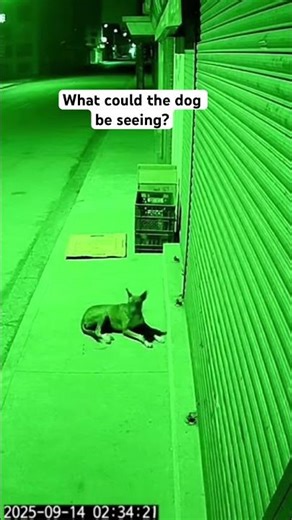 What could it be ? #strangerthings #shorts #trending #fypシ