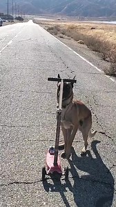 Monkey the scooter boy! | Omar and Monkey