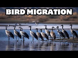 How Does Bird Migration Work? | Nature’s Incredible Journey