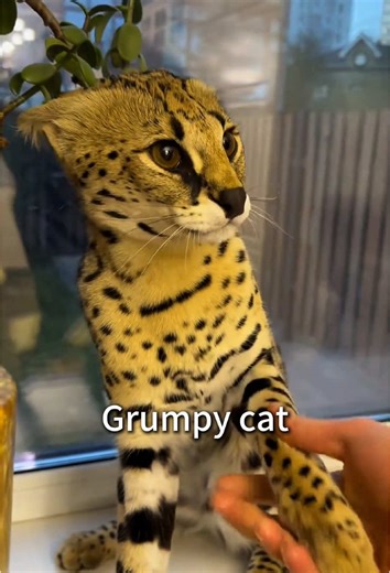 Grumpy cat😾 #cats #catsoftiktok #fypchallenge #funnyvideo #pet | Cats of TikTok