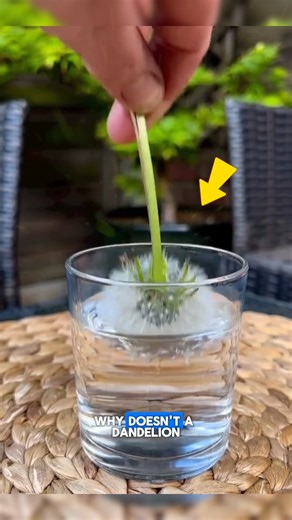 Bee Pet Love on Instagram: "This Flower Must Stay Dry This flower must stay dry to survive, relying on specific environmental conditions to maintain its health and beauty. Proper care is essential for growth. This topic attracts high-value audiences interested in gardening supplies, plant care products, greenhouse systems, irrigation control, landscaping services, and premium horticulture solutions. Credit : mudnbloom, dr.gunkara, playroomstories /IG, @ MindfullyKath, @ dinihamdichannel761, @ Ha