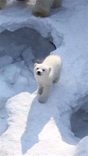 HAPPY INTERNATIONAL POLAR BEAR DAY 🐻‍❄️ Set sail on an unforgettable adventure to witness the majestic kings of the Arctic in their natural habitat! 🛳️ Explore the icy wonders of Alaska, Canada’s Arctic, or Svalbard, Norway, where you might spot polar bears roaming the sea ice, hunting for seals, or even swimming in the frigid waters. Ready to tick this off your bucket list? 📞 Call us on 1300 829 694 to find your perfect cruise package. Where would you love to see polar bears in the wild? Let