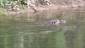 65 reactions · 4 comments | In this beaver kit video filmed on the...