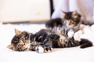 Cats Protection Isle of Wight Cat Centre