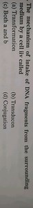 The mechanism of intake of DNA fragments from the surrounding m... | Filo
