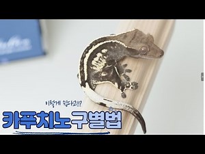 크레스티드 게코 카푸치노 이렇게 구별해 보세요!!! 간단하고 아주 쉽게 카푸치노 구별법 알아보자!