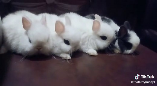 Ehtesham Mehmood on TikTok