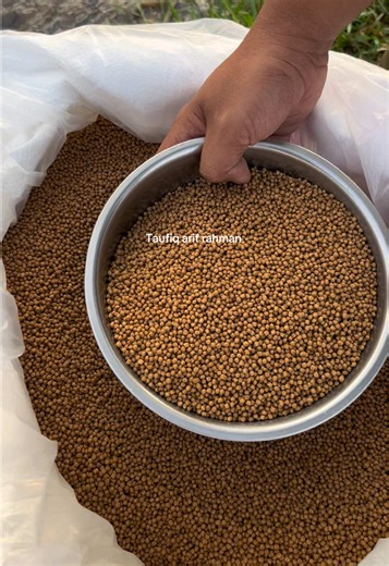 30.000 ekor 🦈 #catfish #aquaculture #budidayaikanlele #berkahbanyuireng #ikanlele