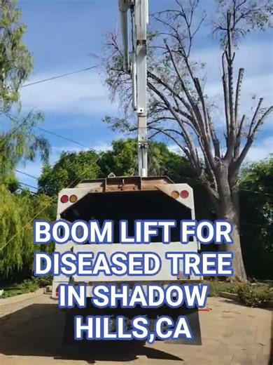 Ash tree removal with boom lift in San Fernando Valley