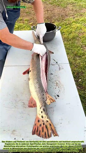 Verfahren zur Reinigung und Filetierung von Garfisch