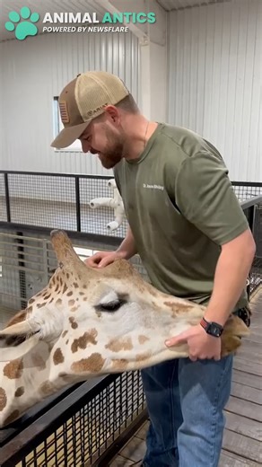48K views · 740 reactions | This giraffe just had it's neck cracked, have you ever seen such a happy giraffe? 珞 | Animal Antics | Facebook