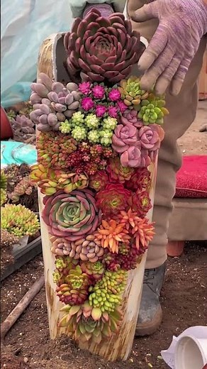 Plant a Vibrant Succulent Pot! 🌈 Easy DIY Colorful Arrangement