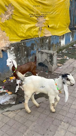 Baby Goats #trending #goatkids #shorts