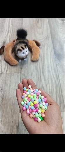 #oddlysatisfying #cat #reversesear #asmr #funny