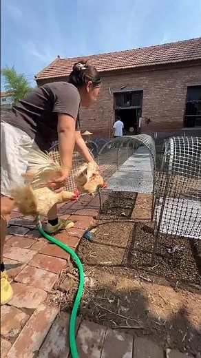 How to Catch a Chicken Safely | Farmyard Chicken Handling & Relocation Tips #PoultryCare #shorts