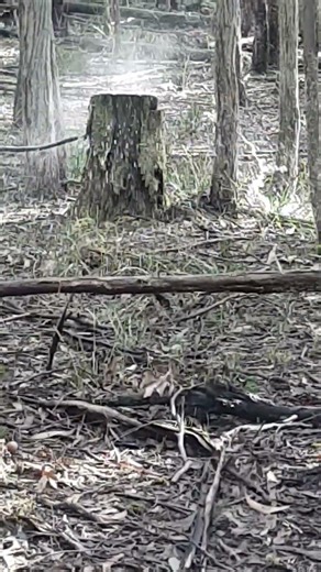 shooting Alpha pro 357 magnum