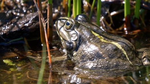 Frog, Pond, Water-Frog. Free Stock Video