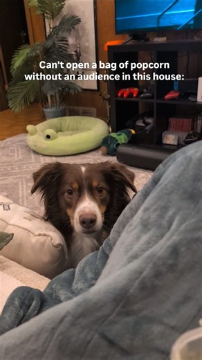 Carly T | Cozy Home + Pet Content Creator on Instagram: "Does anyone else have pets that are OBSESSED with popcorn? The second they hear a bag of popcorn open they all come running and stare at me until I feed them some. Her cozy popcorn crew. #lifewithpets #popcornlover #australianshepherd #calico #siberiancat"
