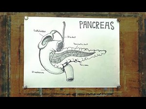 How to draw Pancreas Diagram || Pancreas Anatomy Drawing