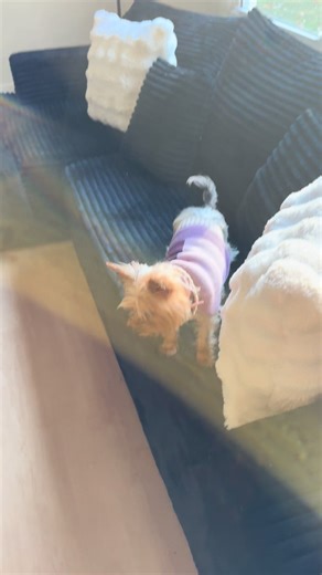 Yorkie for sell in Georgia 🇬🇪 message me for information #yorkie #yorkiesoftiktok #yorkiemom #yorkielover #yorkiepoo