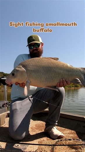 Sight fishing smallmouth buffalo with jigs on the lake flats of north Texas. No bait, chum or scent needed. The spin rod and heavier jigs work great for the deeper fish but the fly game works way better especially on shallow fish. Get out there and enjoy the lake flats while the gettings good. Cooler weather will be shutting this action down. #lighttackle #smallmouthbuffalo #spinfishing #flatsfishing #fishtexas #texaslakes | Fly Fishing with Danny Guide Service