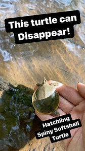 This hatchling spiny Softshell turtle shows it’s amazing burrowing behavior, which allows it to escape predation and also hid in ambush for its prey #turtle #softshellturtle #apalonespinifera #reelsplay #turtlereels #animalreels #reptilereels #herpingreels #fieldherping #wildlife | Greg’s Turtle Haven