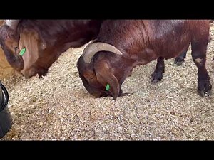 Kalahari Red Goat Import Group