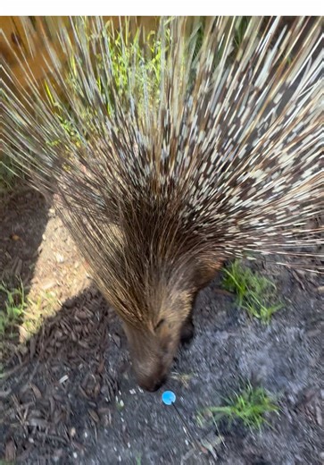 Día en la vida con Capybaras en el zoológico