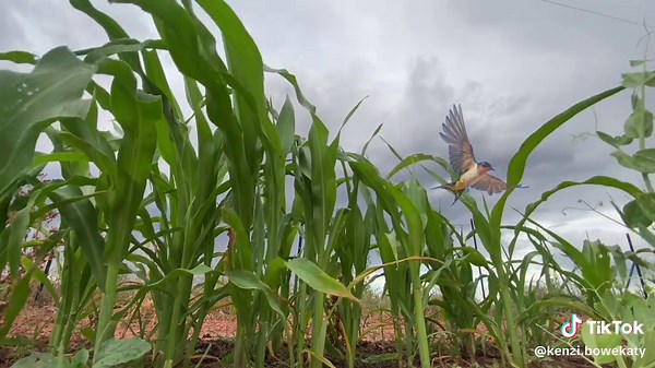Zuni Rain Dance: Awisho Sedo and Hayalo Sedo