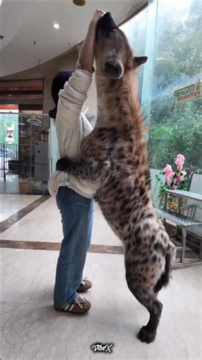 😳 “Wait… Why Is This GIANT Hyena Acting Like a Pet in China? 🇨🇳”