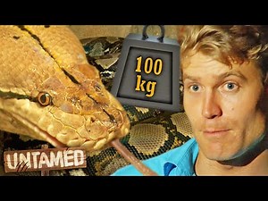 100kg Snake Hasn't Eaten in Months! 🐍 | Untamed Clips | Untamed