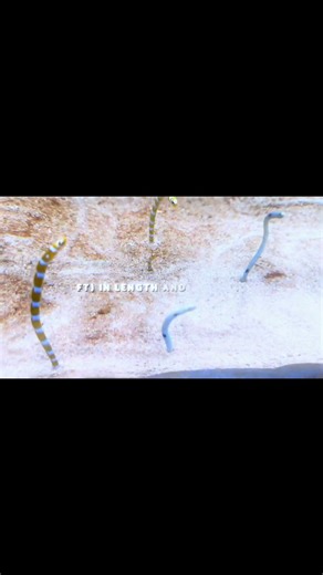 “This Fish Lives Like a Noodle in the Sand 🍜🐟” ll#AquariumShorts #WeirdFish #OceanFacts #Shorts