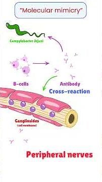 Guillain Barre Syndrome Pathology MADE SIMPLE