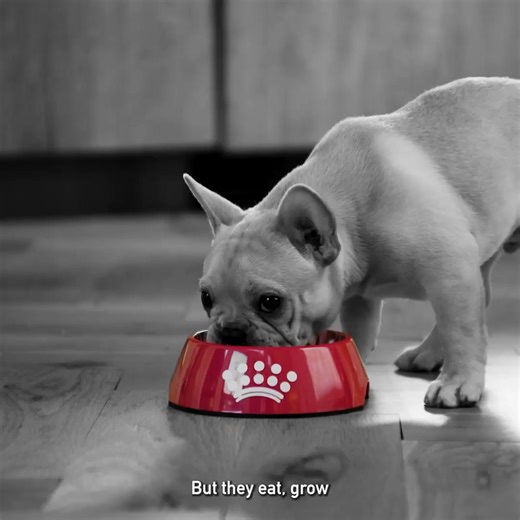 From puppy to adult, feed your dog’s unique needs with Royal Canin precise nutrition | Petco