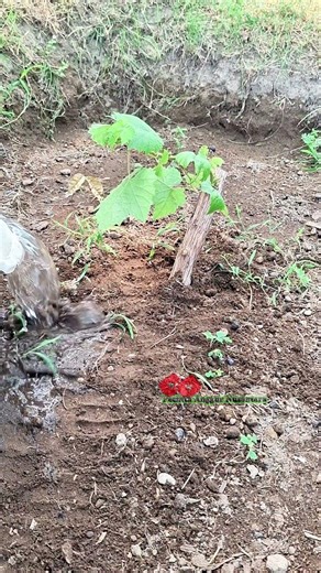 Grapevine planting ?!