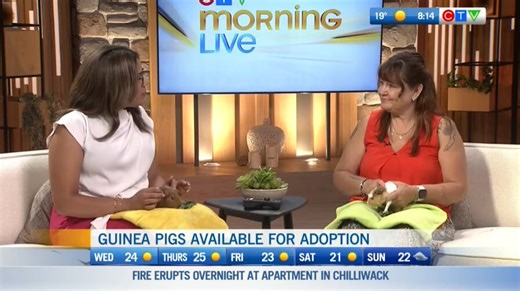 Guinea Pigs Available for Adoption