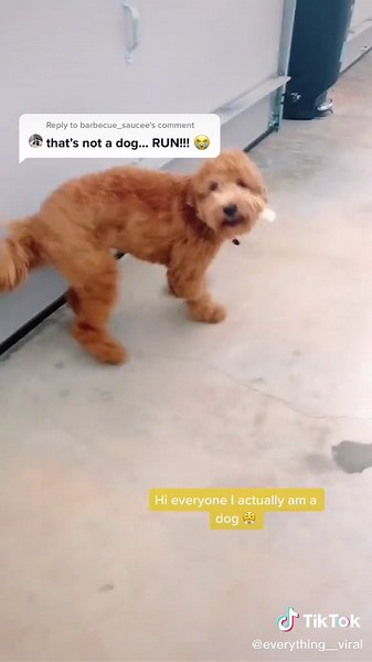 Reply to @barbecue_saucee #nothuman #puppy #puppysontiktok #doglife #animal #pleasemakefamouse take 2 #fyp #foryou #foryoupage