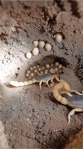 Extreme POV: Life Inside a Scorpion Colony #pov #shorts #wildlifevideo #naturelovers #hiddenworld