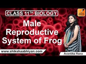 Male Reproductive System of Frog-#CBSE Class 11 Biology