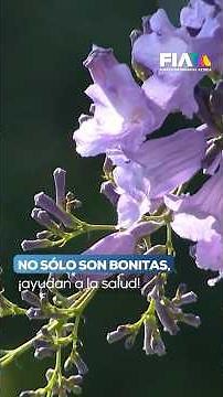 Mexico City is covered in purple thanks to the blooming of the beautiful jacaranda trees!